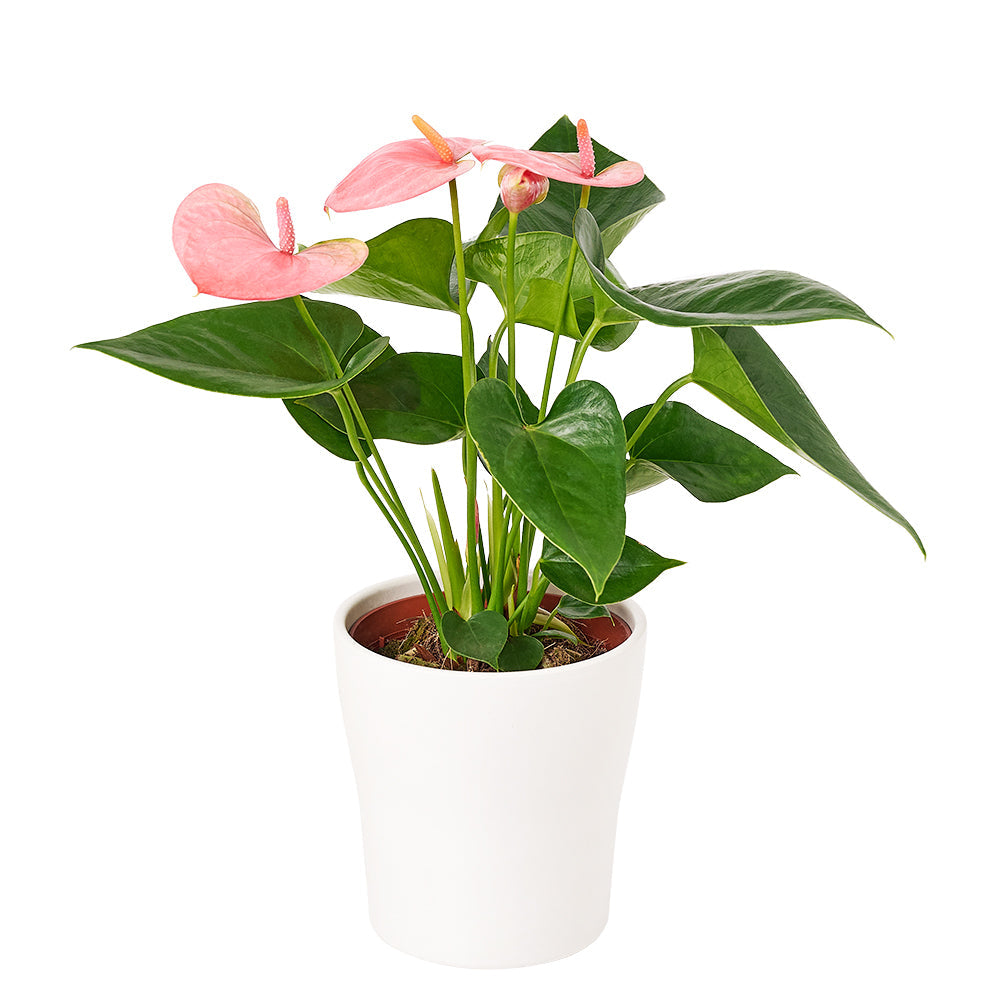 Wild &amp; Free Anthurium - Potted Plant Gift – Canada Blooms - Canada Delivery