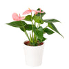 Wild & Free Anthurium - Potted Plant Gift - Same Day Canada Delivery, Blooms Canada Delivery