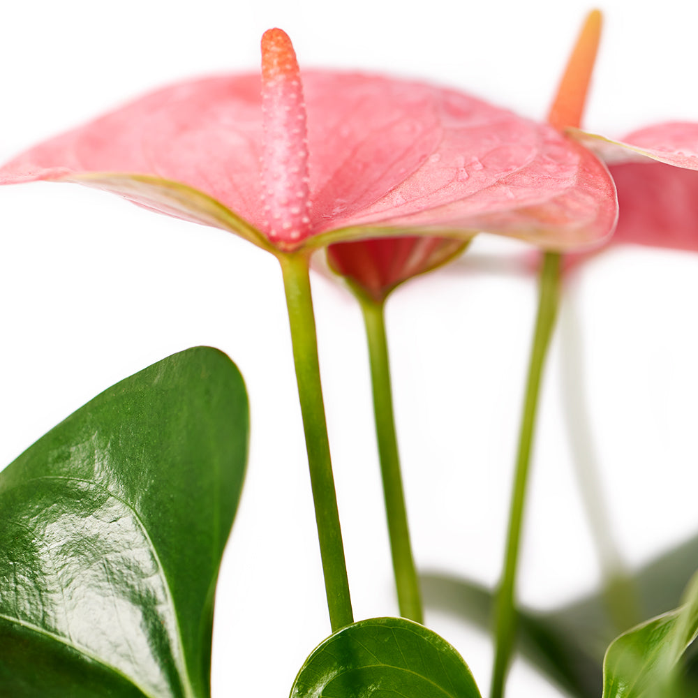 Wild & Free Anthurium - Potted Plant Gift – Canada Blooms - Canada Delivery