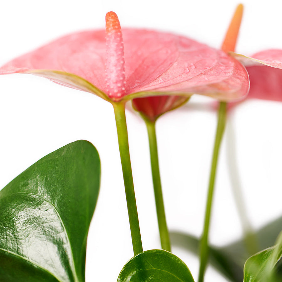 Wild & Free Anthurium - Potted Plant Gift - Same Day Toronto Delivery