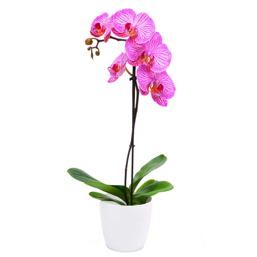 Pink Whispers Exotic Orchid Plant