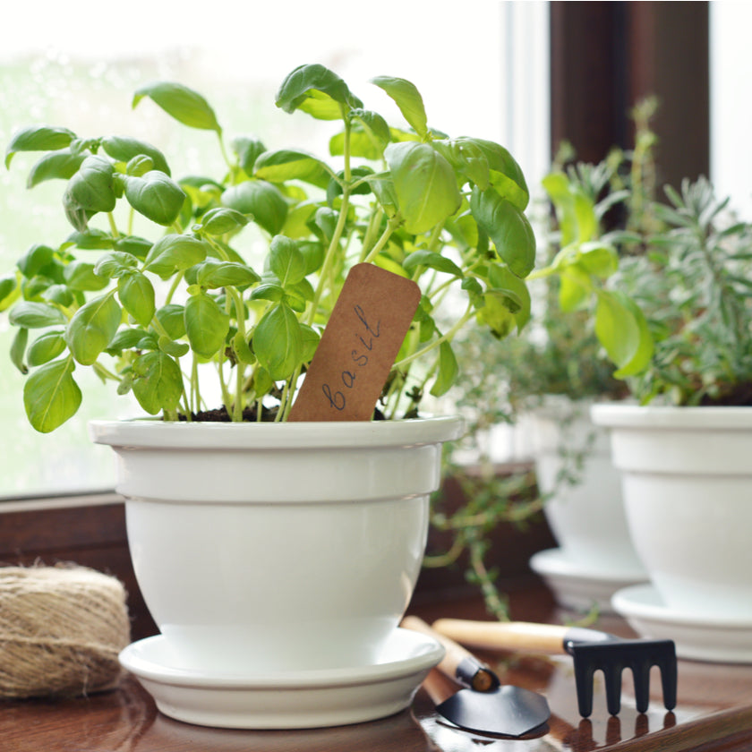 Seasonal Plants, Every month, you'll receive a distinctive herb to contribute to the kitchen garden you've always envisioned, Plants Gifts from Blooms Canada - Same Day Canada Delivery.